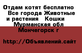 Отдам котят бесплатно  - Все города Животные и растения » Кошки   . Мурманская обл.,Мончегорск г.